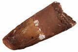 Fossil Spinosaurus Tooth - Feeding Worn Tip #226310-1